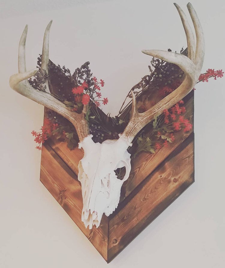 cool deer skull mounts