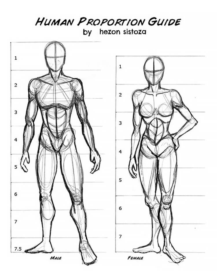 body anatomy drawing female