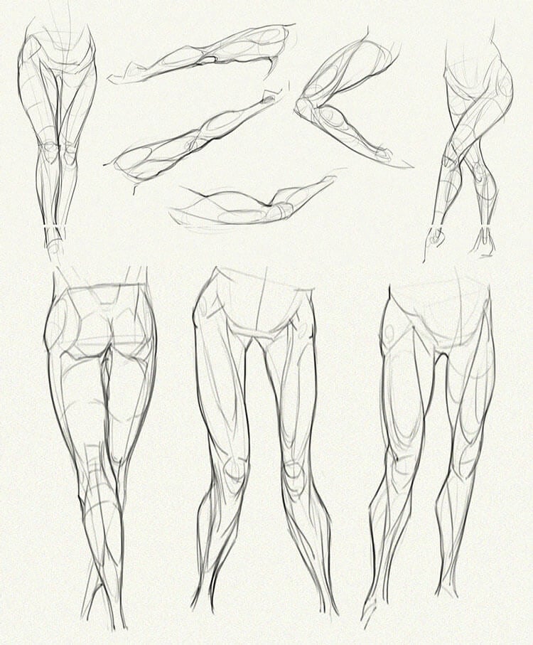 legs anatomy