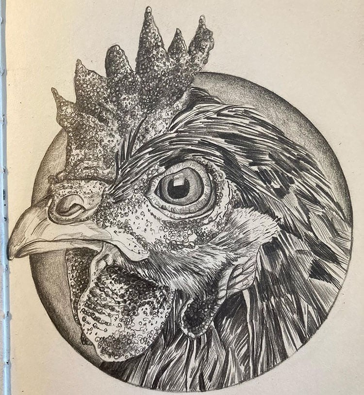 Easy Chicken Drawing Ideas - Beautiful Dawn Designs