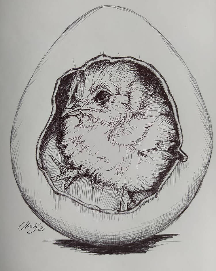 how to draw a realistic chicken