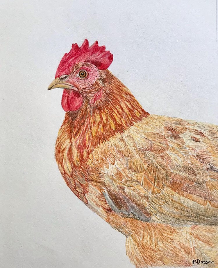 Easy Chicken Drawing Ideas - Beautiful Dawn Designs