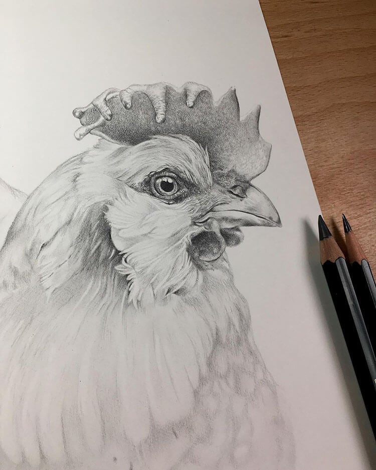 Chicken Pencil Drawing: A Step-by-Step Guide for Beginners