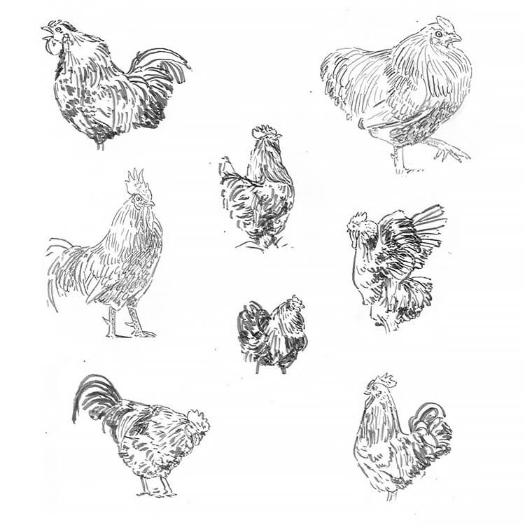 Easy Chicken Drawing Ideas - Beautiful Dawn Designs