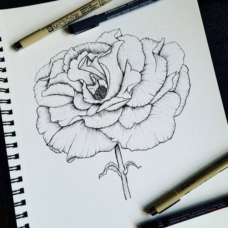 Cool Drawings Of A Rose