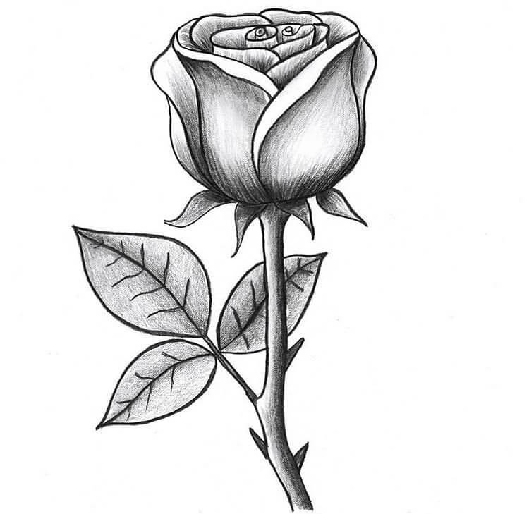 Easy Rose For Drawing at Diana Hughley blog