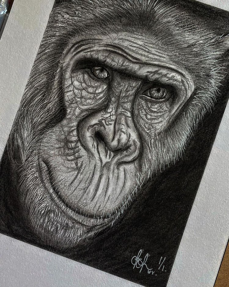 12 Fantastic Pencil Monkey Drawing References - Beautiful Dawn Designs